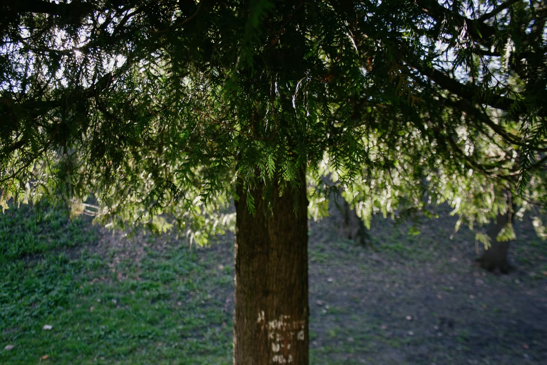 Cedar vs Redwood Which Wood Plank is Best for Your Home? Stikwood