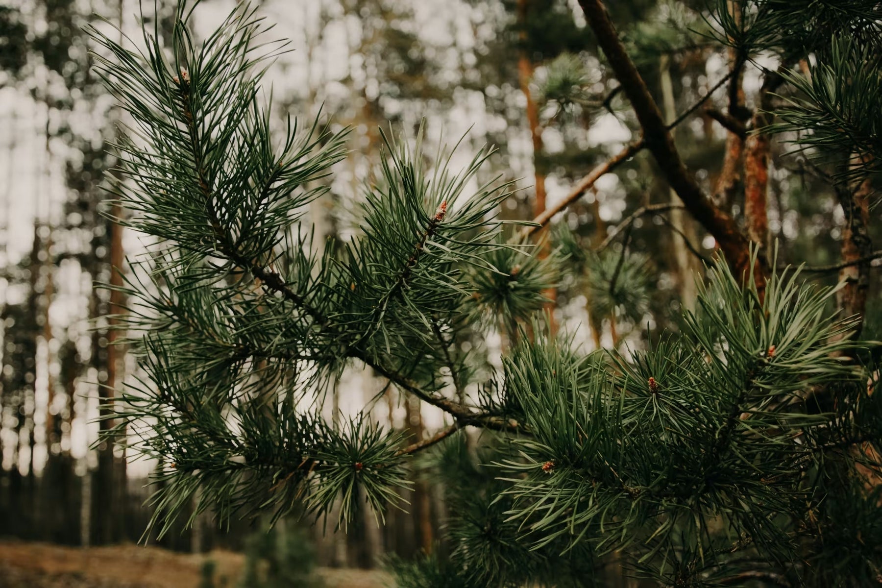 Spruce vs Fir: Which Wood is Best for Your Home Renovation?