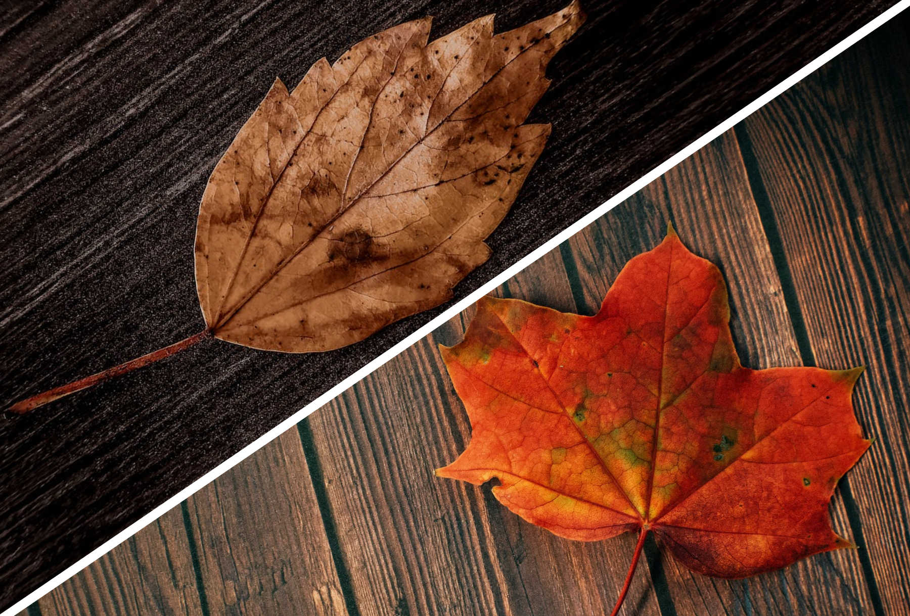 Oak vs. Maple – Choosing the Perfect Wood for Your Home