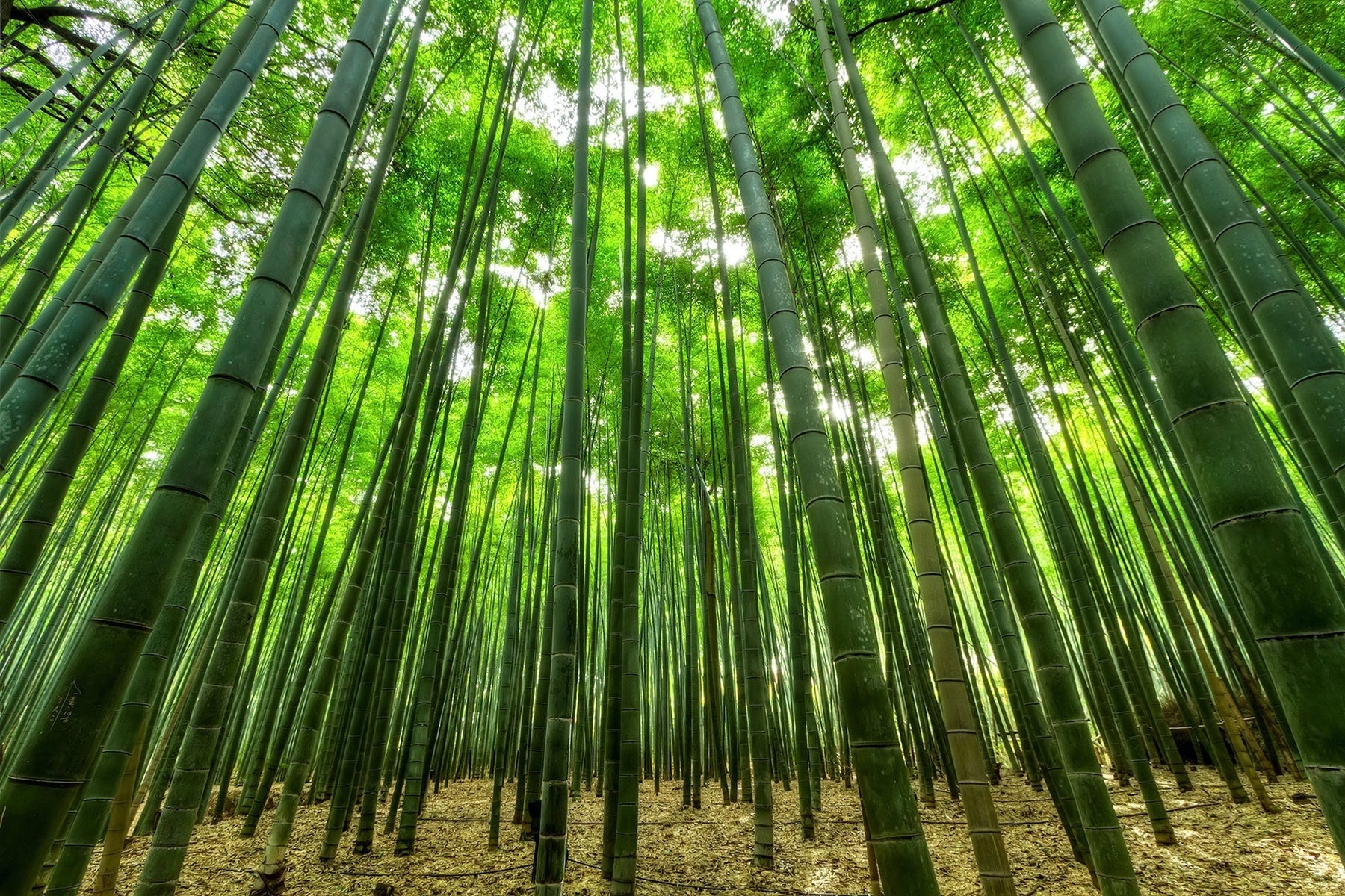 Is Bamboo a Wood? Exploring This Versatile Material