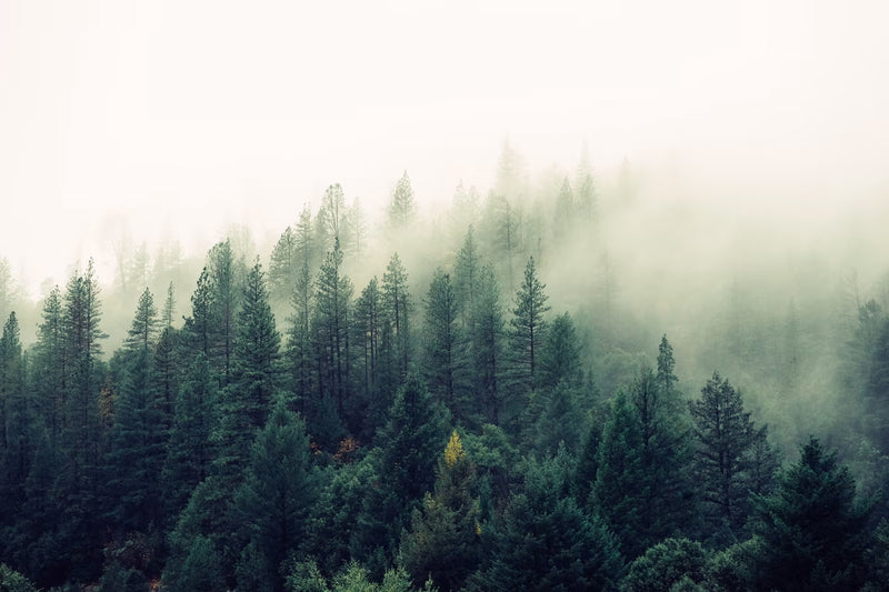 What is FSC® Certified?