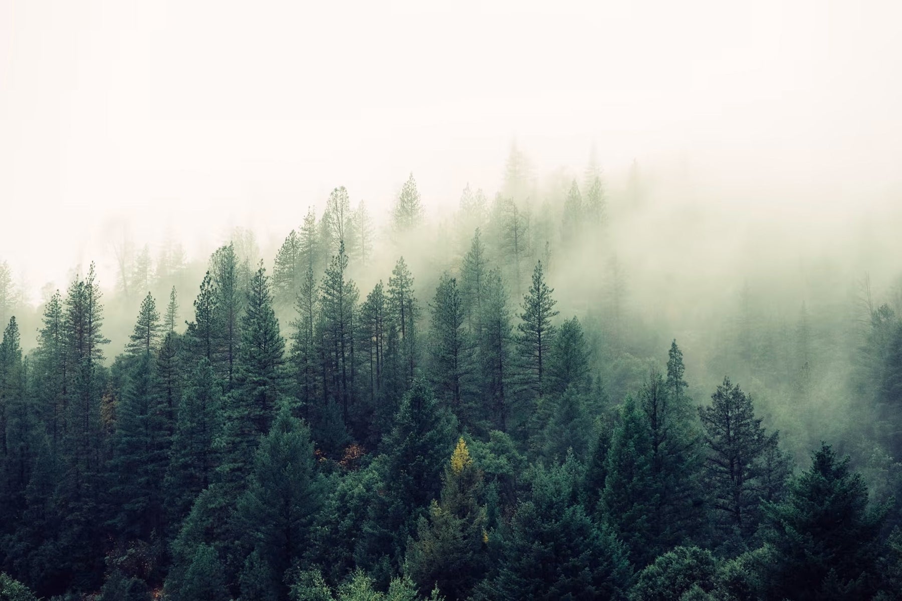 What is FSC® Certified?