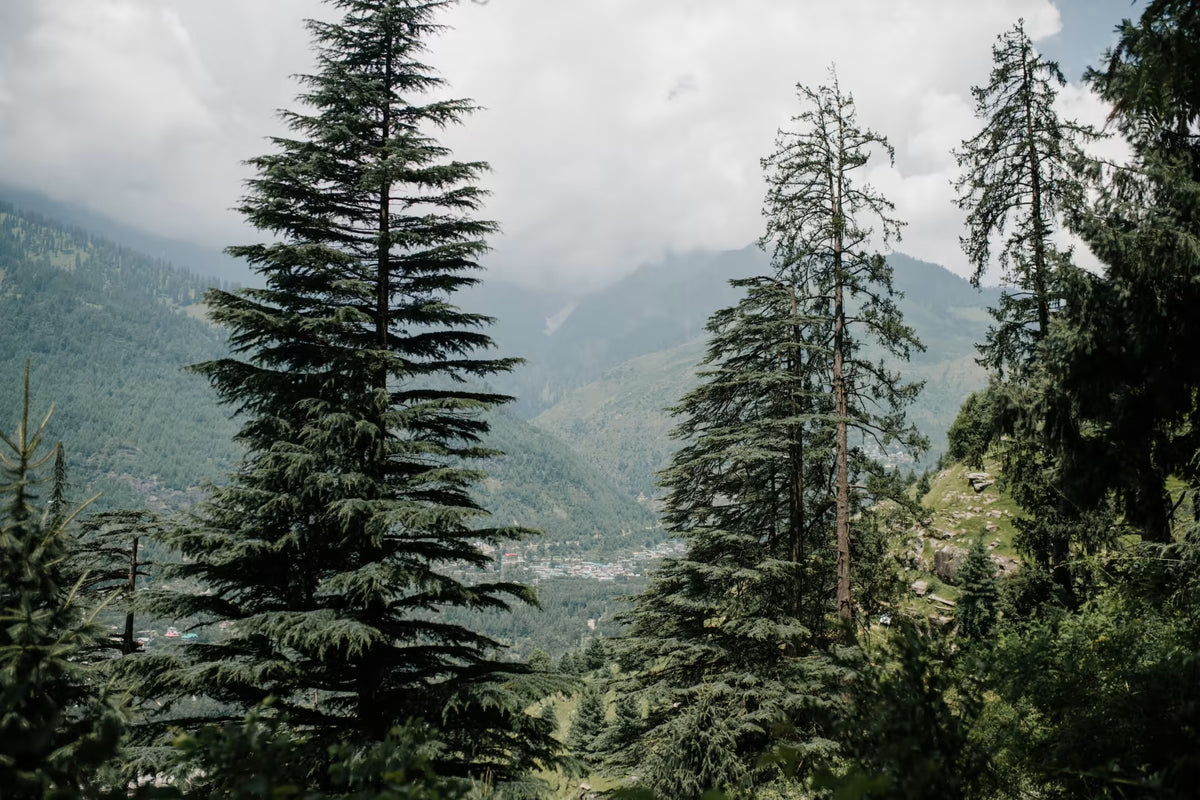 What is FSC® Certified?