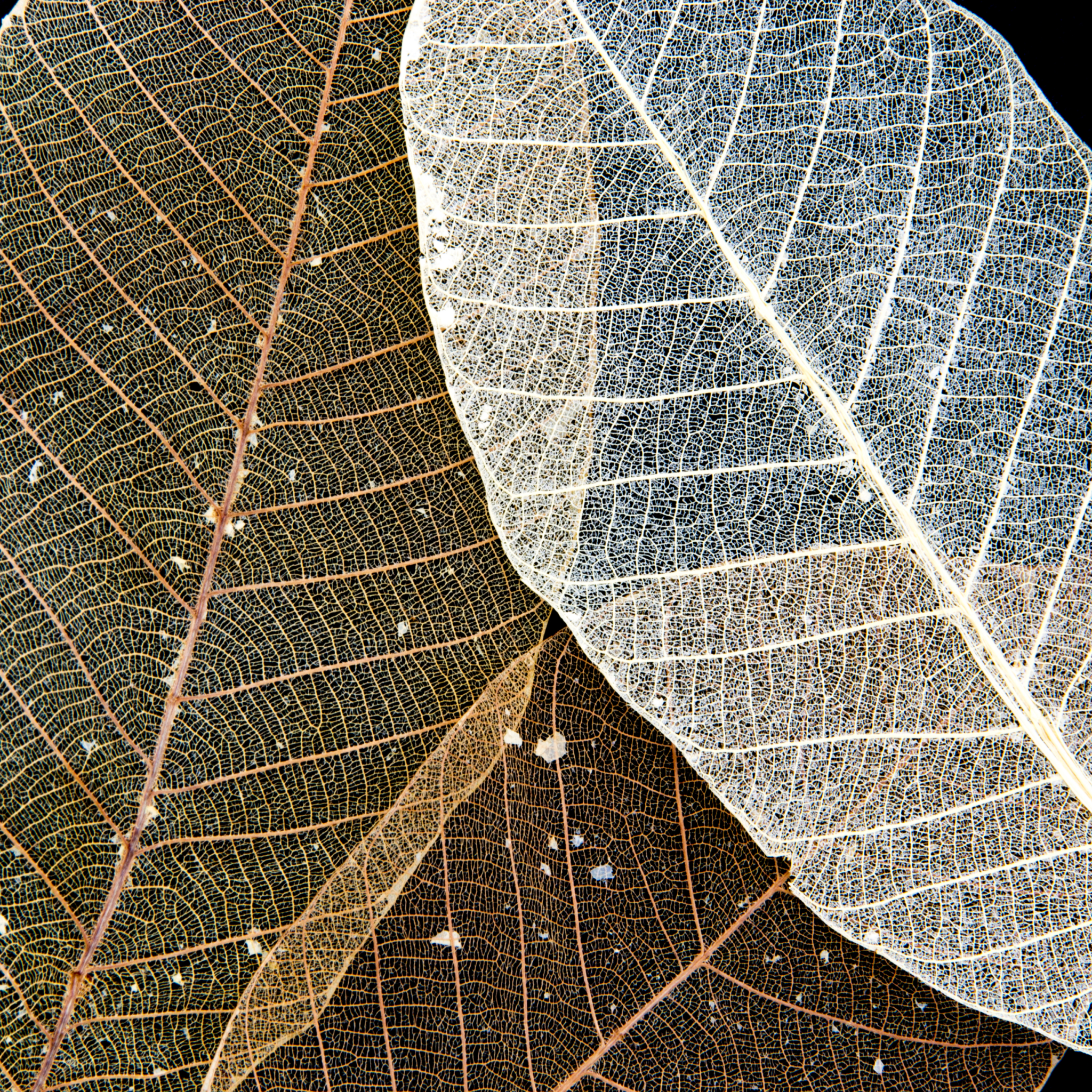 Close-up of natural delicate leaf skeletons showing intricate vein patterns in soft neutral tones on black background