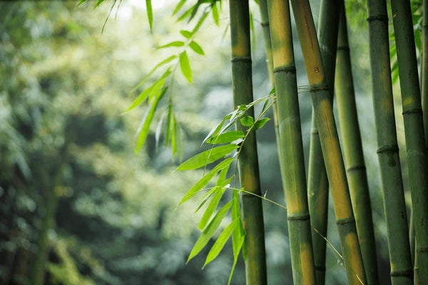 Is Bamboo a Wood? Exploring This Versatile Material