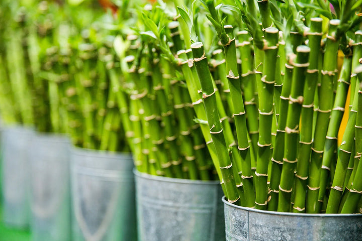 How Strong is Bamboo?: Exploring Strengths & Benefits