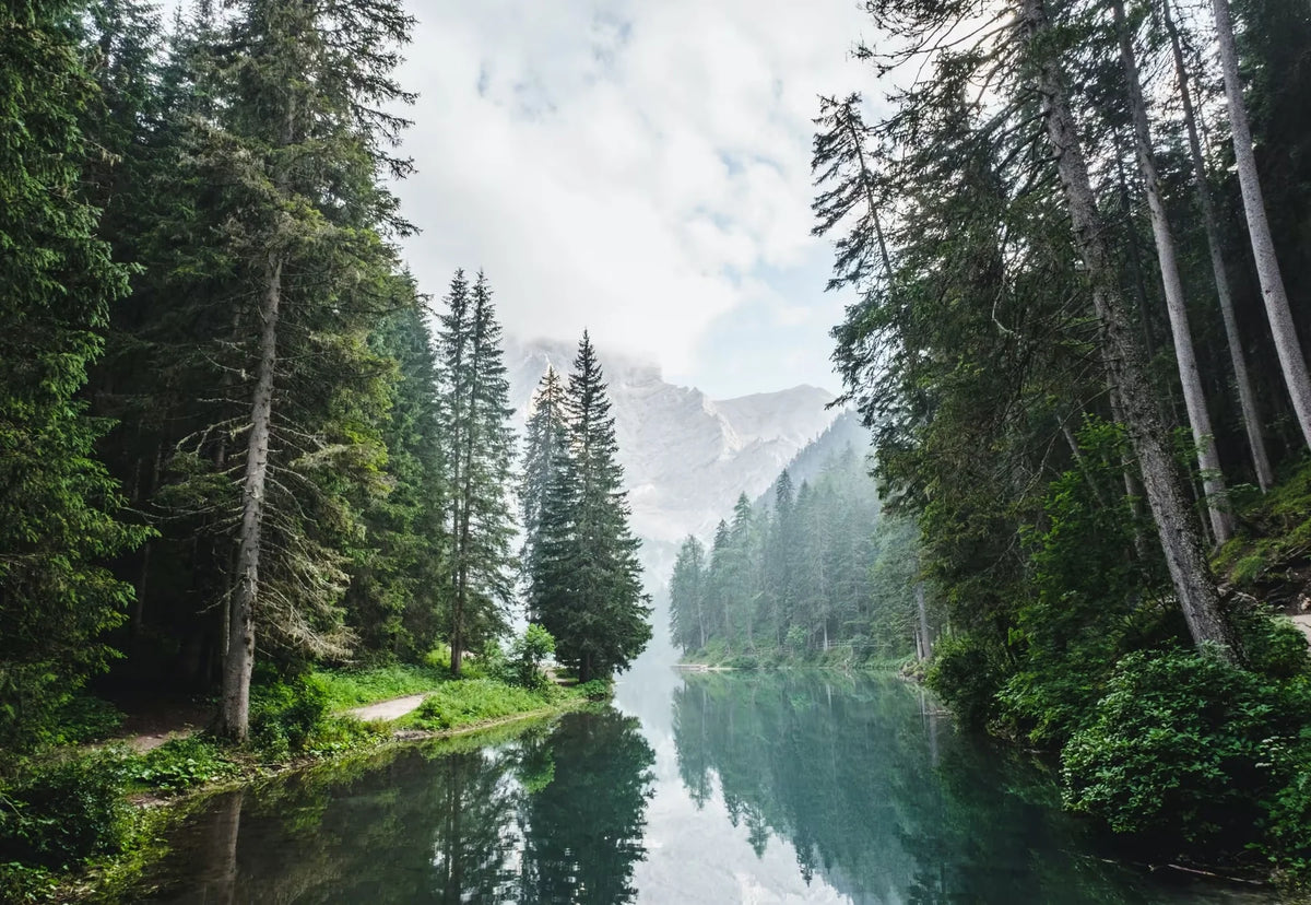 Biophilia: What is it?